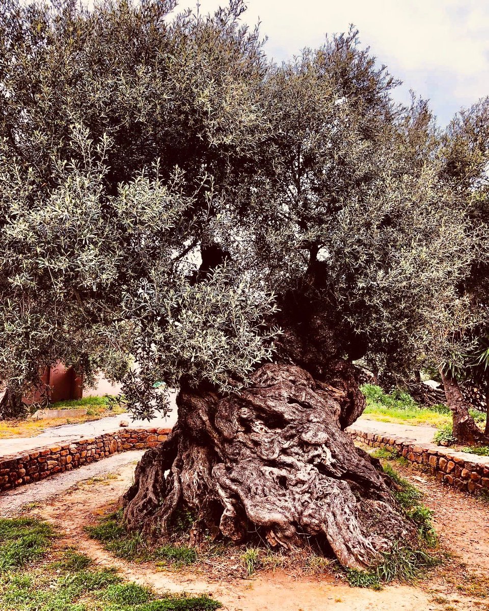 Bubbly_Tree's tweet photo. ‘Trees give peace to the souls of men.´ #bubblytree #breathe #peace #trees #calmingtrees #rechauffementclimatique #globalwarming #cambioclimatico #respirez #respirar #meditacion #meditation #nature #forestshower #beautifulnature #savetheearth #summer2020 #peaceofmind #arboles https://t.co/fMvux2LZRL