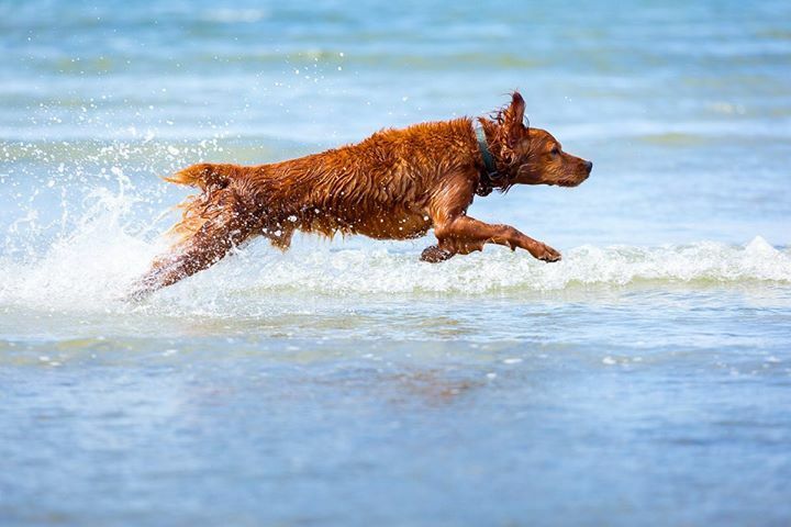 So much beauty can be found on your own doorstep... We should never forget that. We’ve been to a different beach every weekend and they have all proven spectacular. And Watson? Watson couldn’t be happier. Water and sand, they’re his best friends. Loving every minute of our w…