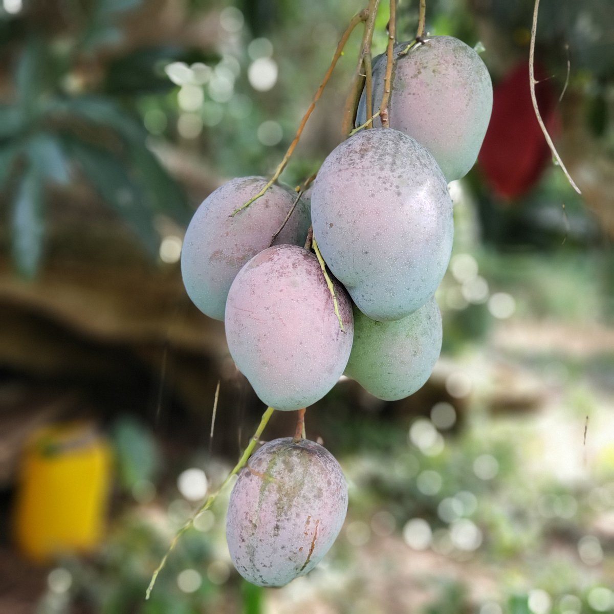KofiAsiri's tweet photo. Since a minor I had a purpose to win. Got to use your hands and your feet like you're learning to swim. First you got to know how to earn what you spend (Che Noir).🇬🇭🇬🇭 #farmers #farming #FarmLife @FarmAfrica @farmingfirst @FarmingFutures @SuccessfulFarm @ModFarm @FarmersGuardian https://t.co/inawP6smht