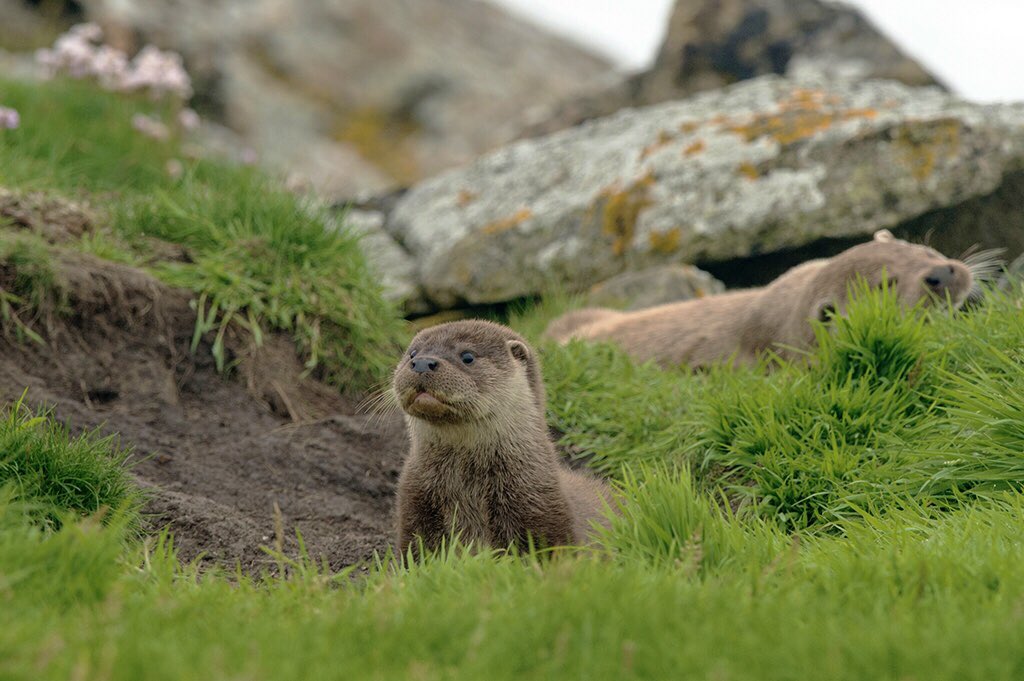 Here in #Shetland many of our #Otters will be nursing infant cubs and soon will introduce them to the outside world. From late summer through early autumn is usually when we start to see and work on cubs at this wonderful age of 2-3 months old, as shown in this selection.