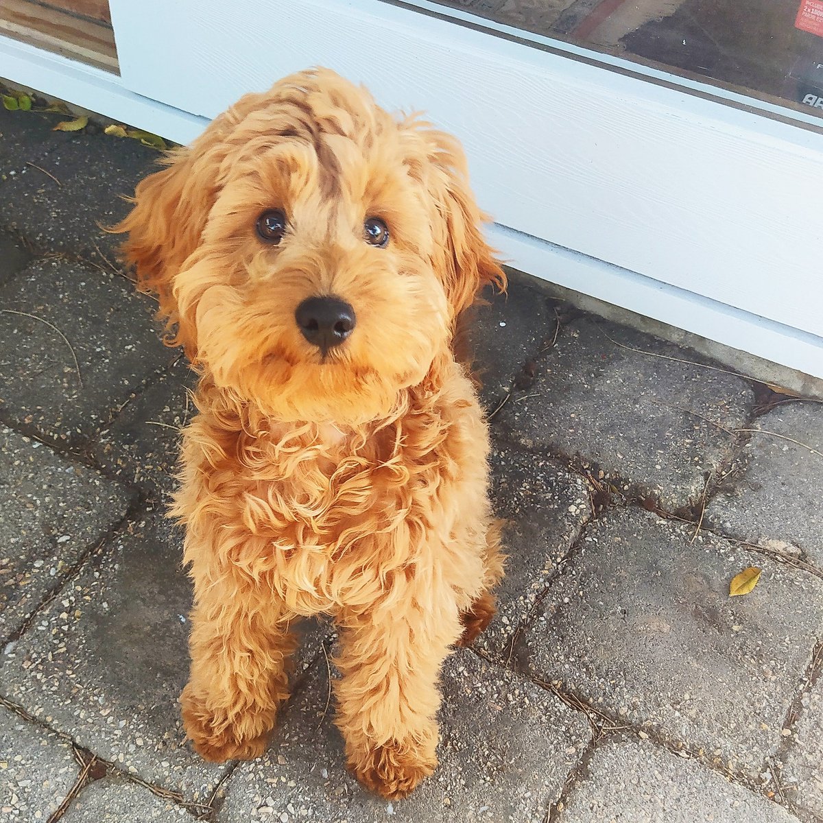 JaneHewy's tweet image. 6 months old 🎂🍾 #bobthedog.