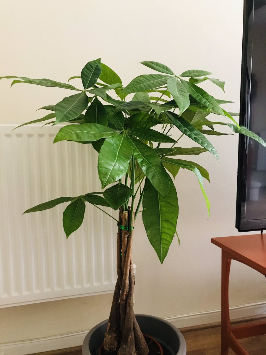 FayeShearman's tweet photo. Love my new plant baby, a Mexican fortune tree 🌿 #houseplants #newhome https://t.co/18cL2HHQQK