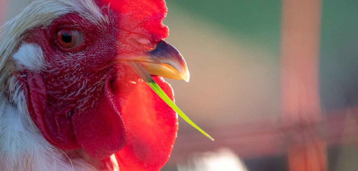 Rgarcia399's tweet image. How the Generation P changed Lidl, Rewe, Aldi and Co. oal.lu/fu1UB #Howthe&amp;amp;quot;GenerationP&amp;amp;quot;changedLidl #Rewe