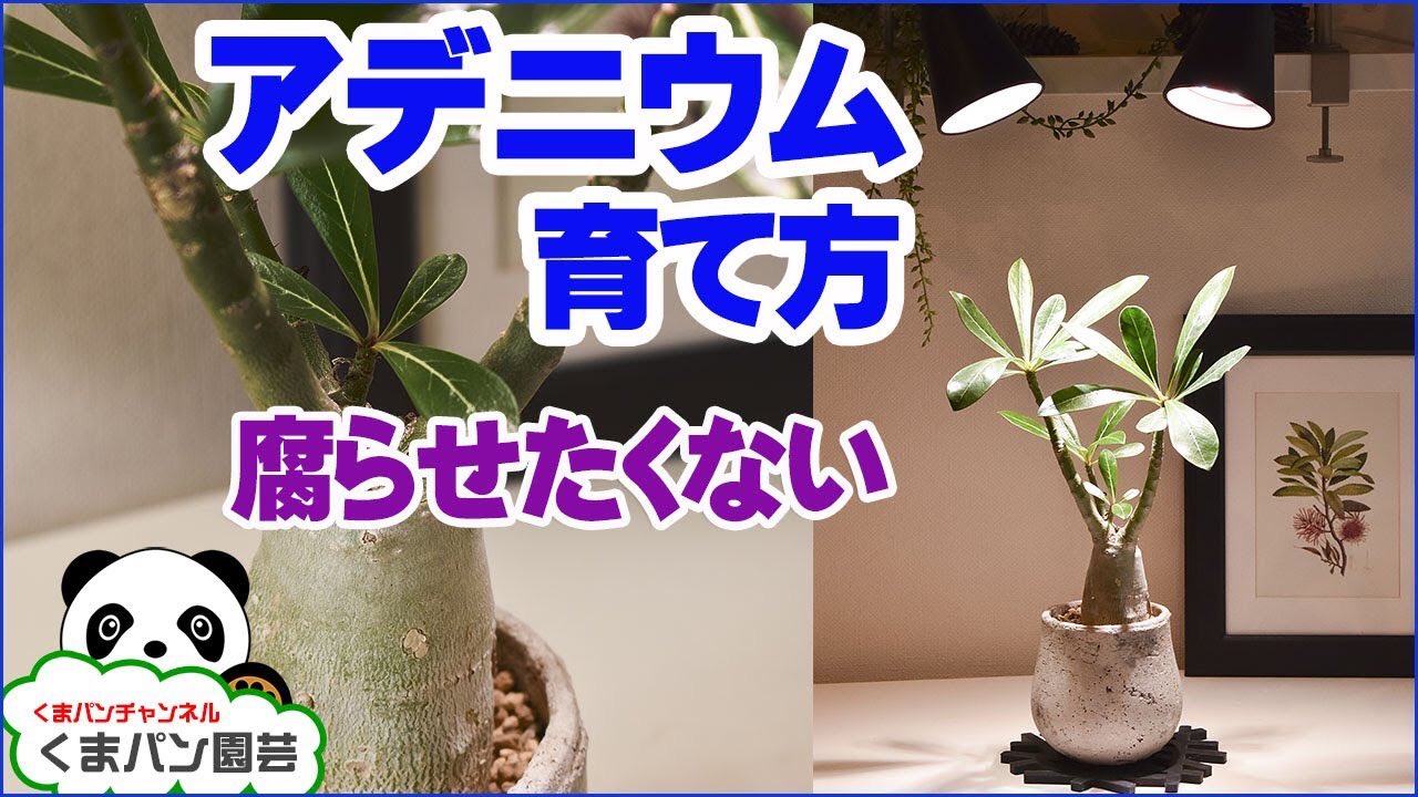 تويتر くまパン園芸 على تويتر アデニウムの育て方のお話 腐らせないコツ アデニウム の育て方 植え替え くまパン園芸 T Co Fnwykcao1a Youtubeより 多肉植物 Succlents Adenium 塊根植物 くまパン園芸 Plants コーデックス T Co