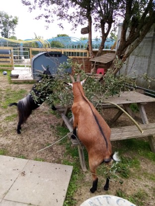 EducationReal's tweet photo. Bob and Marley enjoying their end of year feast at Land Based Studies!
#PygmyGoats
#LandBasedStudies
#EndOfTerm https://t.co/v5yRIAK4SQ
