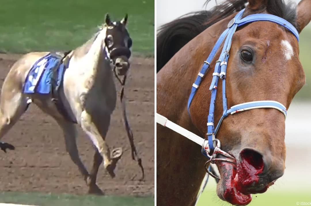 ThashneeMoodley's tweet photo. Horses should never be raced for profit gain
#HorsesDyingToRun
#YouBetTheyDie 
#HorsesDie4GamblingProfits https://t.co/VJx2mt0j2z