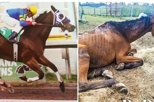 ThashneeMoodley's tweet photo. Horses should never be raced for profit gain
#HorsesDyingToRun
#YouBetTheyDie 
#HorsesDie4GamblingProfits https://t.co/VJx2mt0j2z