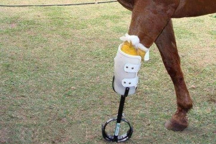 ThashneeMoodley's tweet photo. Horse racing always results in injuries, sometimes fatal to the horses.

Horse racing should be banned!
#HorsesDyingToRun
#YouBetTheyDie 
#HorsesDie4GamblingProfits https://t.co/qxZDWsS68t