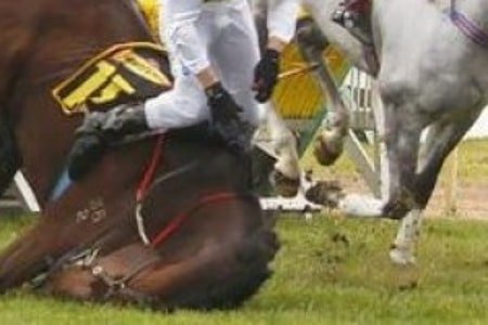 ThashneeMoodley's tweet photo. Horse racing always results in injuries, sometimes fatal to the horses.

Horse racing should be banned!
#HorsesDyingToRun
#YouBetTheyDie 
#HorsesDie4GamblingProfits https://t.co/qxZDWsS68t