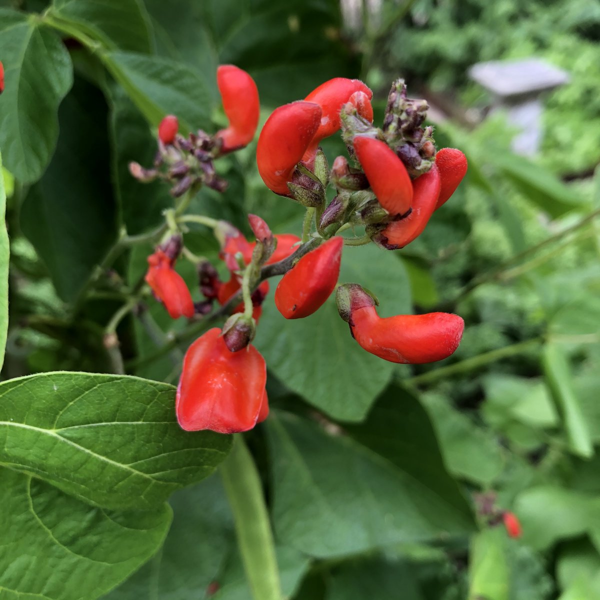 Spending more time in fewer places means we get to know them better. Have you got up close to your surroundings? Capture this in your envelope map and share through the post with someone unknown! Link in profile
<a href="/VisitLincsCoast/">Lincs Coastal BID</a> <a href="/melvynprior/">Melvyn Prior</a> <a href="/NTGunbyHall/">Gunby Hall and Gardens</a> #lincolnshire #helsingor