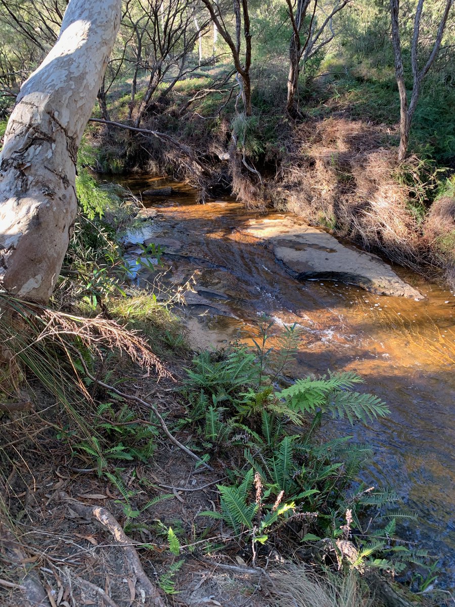 AlanNWhelan's tweet image. The river at the bottom of my land. 

Charles Darwin walked along it in 1836, 184 years ago. 

He noted, in &quot;Voyage of the Beagle&quot;, that the locals up here were drunken, idle and rude.

As a local, I&apos;m happy to confirm that nothing much has changed. 

(Belch.)