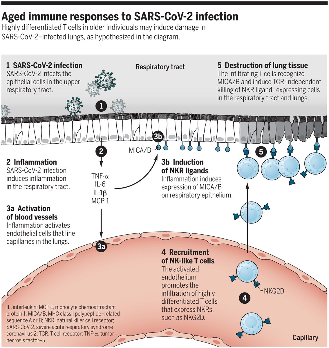 ScienceMagazine's tweet image. Aging-associated inflammation—"inflammaging"—may worsen #COVID19 outcomes in older individuals. A new #SciMagPerspective discusses this possibility as well as strategies to mitigate related effects. Read more: fcld.ly/yqcvday