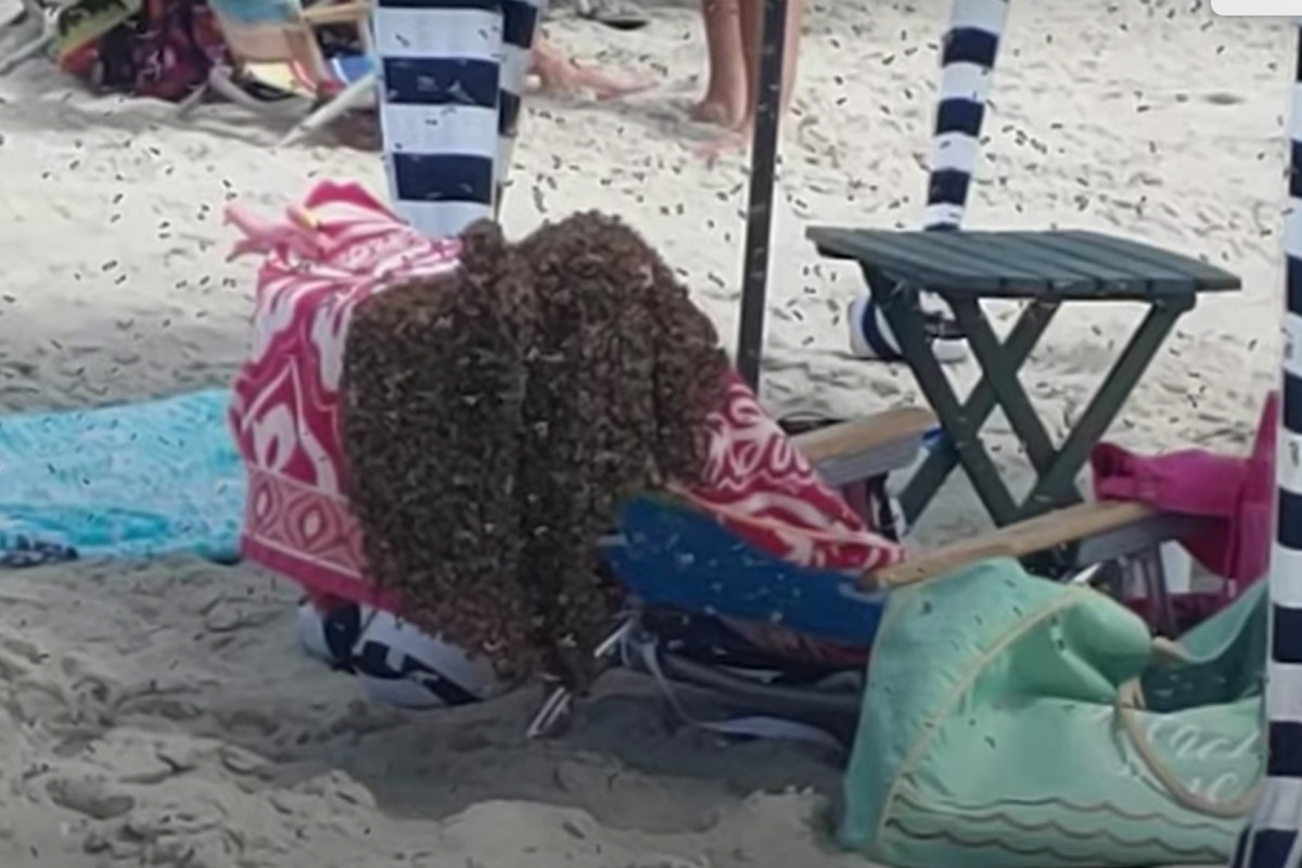 nypost's tweet photo. Scary video shows thousands of bees swarm beachgoers on Jersey shore https://t.co/nmfn1V8Bru https://t.co/vvtiIOFEW6