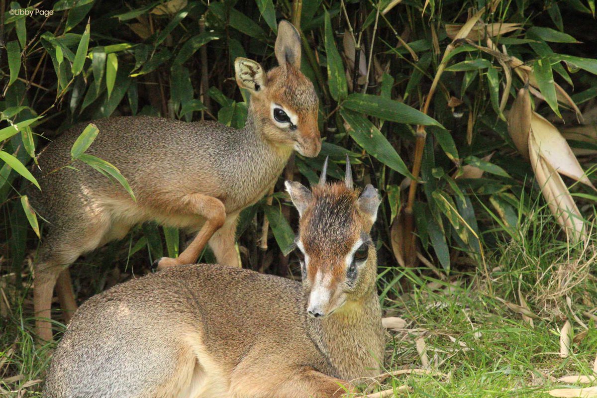 ColchesterZoo's tweet photo. We are pleased to announce that on the 1st July our female Kirk’s dik-dik gave birth to a tiny calf!😍Mum and dad have been very attentive over the last few weeks and the youngster is doing extremely well! #NewArrival 

Read more here> https://t.co/qM3gpA3jW7 https://t.co/ti4VvOKPYk