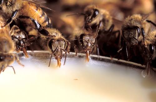 apriculture's tweet photo. Beesπ are very neat species. They do not work in a hive with dirt, feaces and other rotten mess. The worker bees are all female and they do all the work for hive. #bees #hive #pollinators #neatbees #beeworkers #femalebees #honey #honeyworks #apriculture #tropicalapriculture https://t.co/76WrDHIJGN