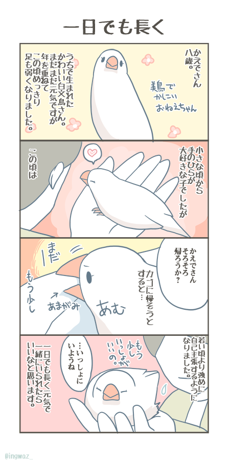 ご高齢さんになってくると、文鳥さんは甘えん坊になっていったりします。元気にすごせる一日に、感謝の日々です。
#Buncho #javasparrow #文鳥