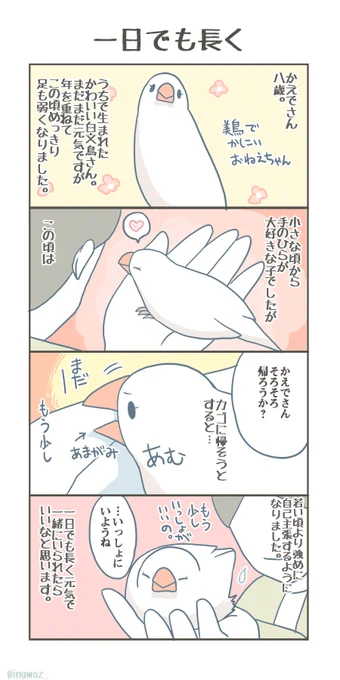 ご高齢さんになってくると、文鳥さんは甘えん坊になっていったりします。元気にすごせる一日に、感謝の日々です。

#Buncho #javasparrow #文鳥 