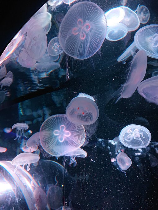 クラゲ 高画質 のtwitterイラスト検索結果 古い順