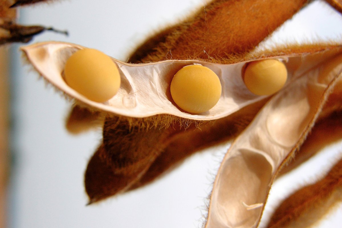 fenaco's tweet image. Das Engagement des Schweizer Sojanetzwerks trägt Früchte! Wir sind stolz darauf, Teil dieses Netzwerks zu sein, das sich für einen ökologischen und sozialen Anbau von Sojabohnen einsetzt. 

sojanetzwerk.ch/de/10-jahre/

#fenaco #sojanetzwerk #10Jahre