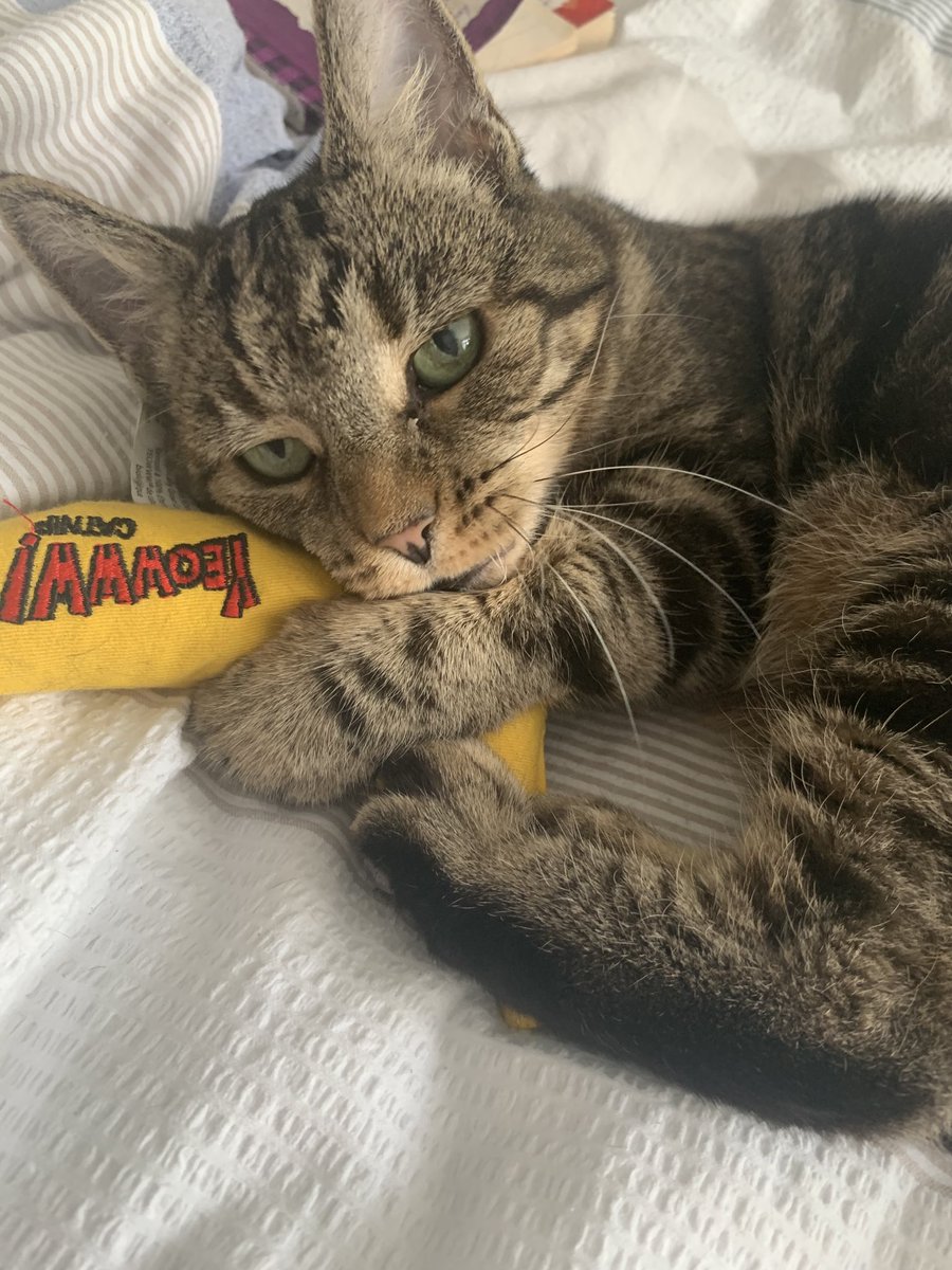 ButterscotchHam's tweet image. Nev really really loves her ⁦@YeowwwCatnip⁩ banana 😺😁