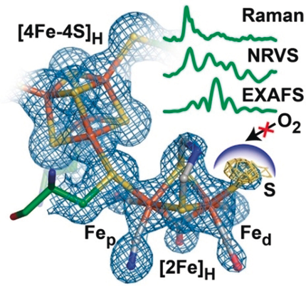 Crystal Structure and Spectroscopy Reveal a Sulfur Bound to the Active Site of an O2-stable State of [FeFe] Hydrogenase (@JamesBirrell86, @SpanLabHHU, @mpicec_press) onlinelibrary.wiley.com/doi/10.1002/an…