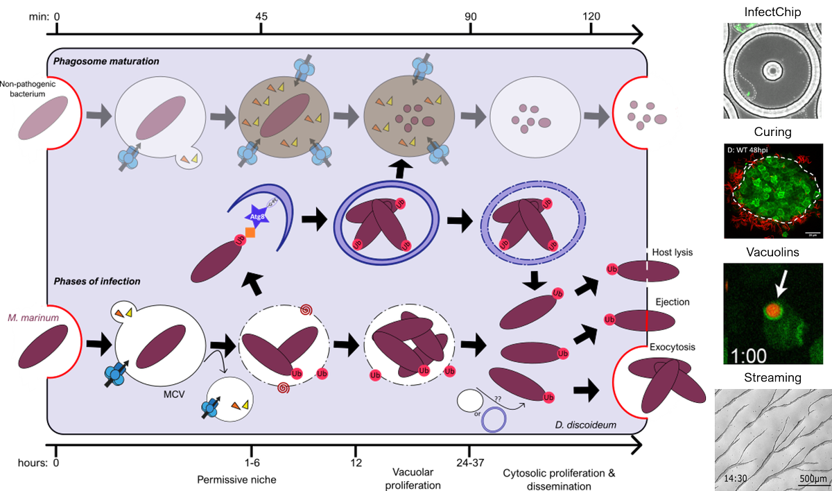 We are looking for outstanding PhD and Postdoc candidates! Expertise in #cellbiology, #biochemistry and #genetics, emphasis on cellular #microbiology, #bacteriology and #hostpathogeninteractions. 
More info here: tiny.cc/puaksz!
Why Geneva: tiny.cc/0vaksz