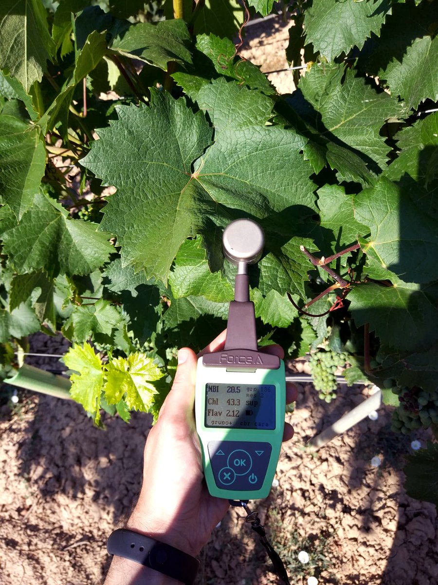 vitisad's tweet photo. Midiendo el contenido de #clorofila y el estado de #nitrógeno, así como los #flavonoles y #antocianos de la hoja de #vid con el #sensor óptico #Dualex
#VITISAD @CTPPOCTEFA https://t.co/4Dr8QoSBdf