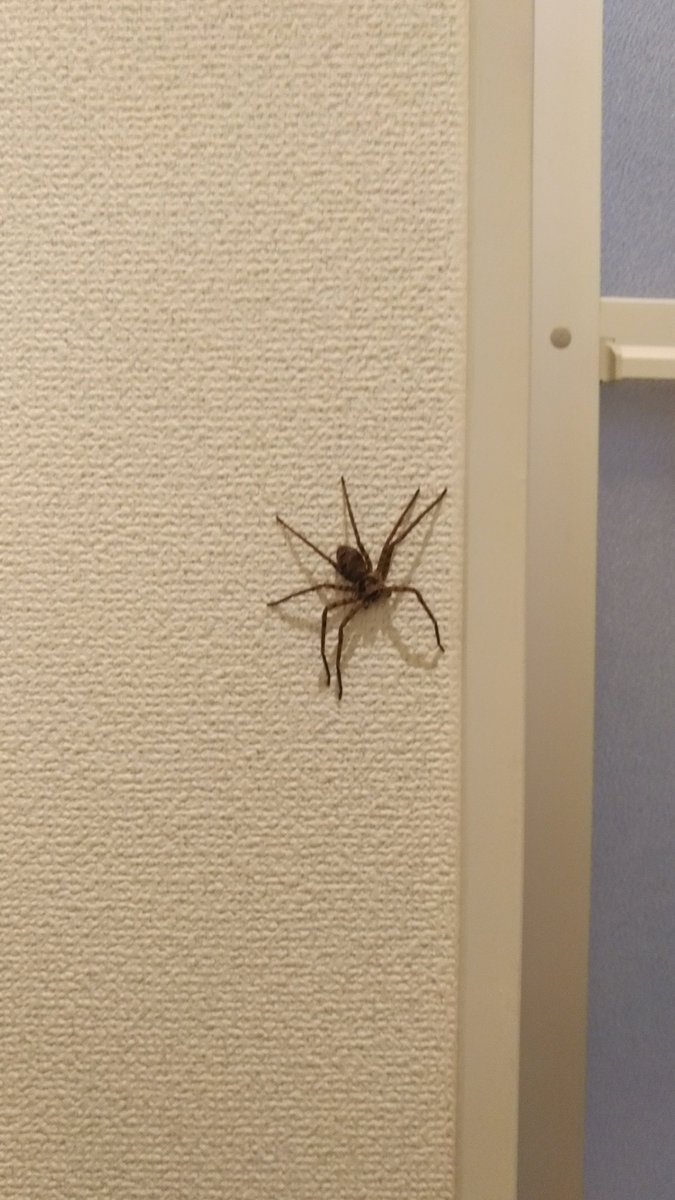 アシダカ蜘蛛