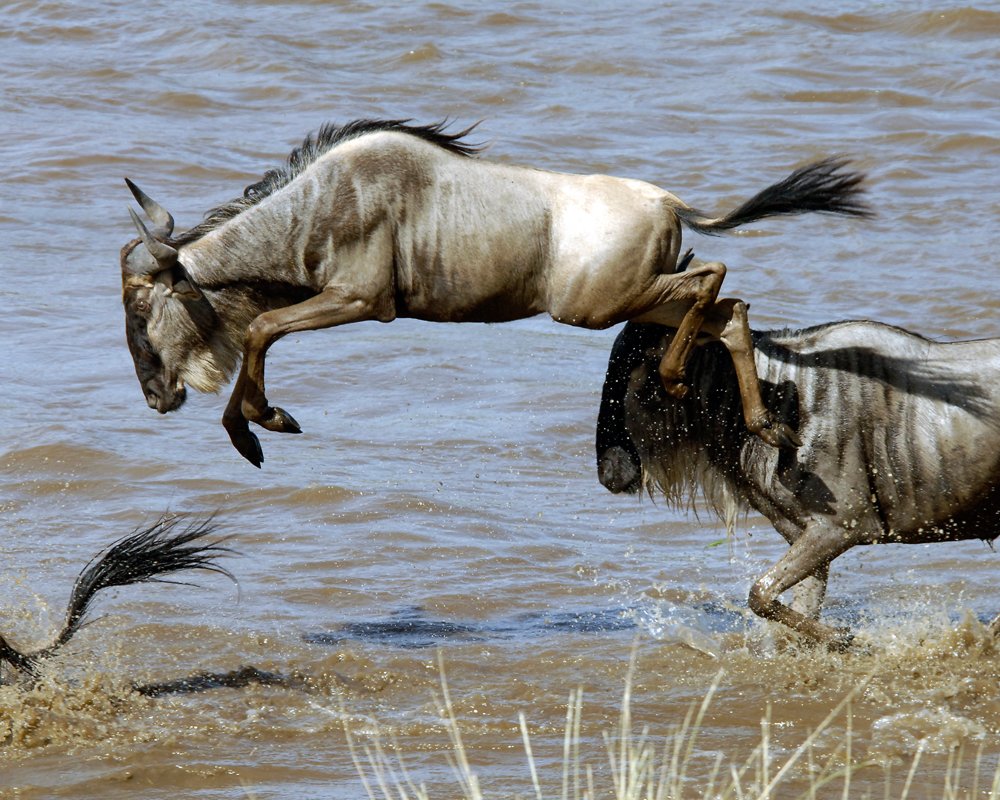 KiboSlopes's tweet photo. The great wildebeest migration is the largest overland migration in the world and the longest traveling a distance of over 800km. Contact us on +254721983950 to experience this stunning spectacle.
#wildlife #wild #photography #Maasaimara #tembeakenya #Tembea254 #Safari #Travel https://t.co/BjQHO61Dg9