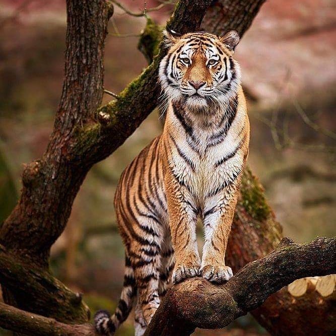 AnimalsPlanet0's tweet photo. Wow.. amazing capture animal photos by earth animal planet channel

#animallover #wildanimals #animallife https://t.co/HkdlVKpV72