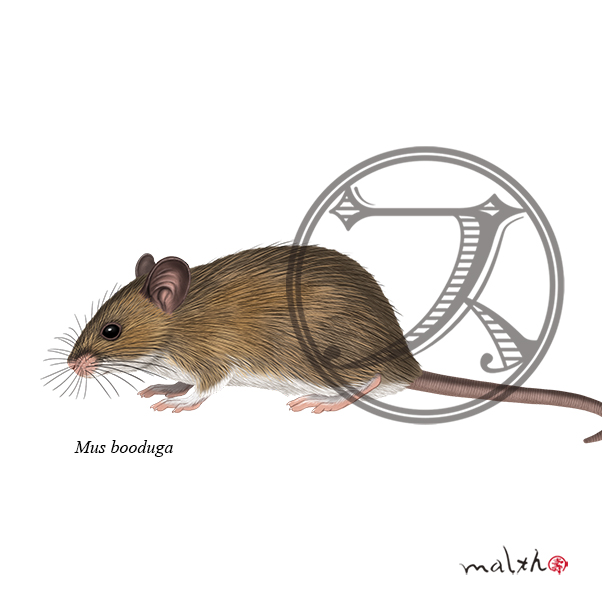 齧歯のtwitterイラスト検索結果 古い順