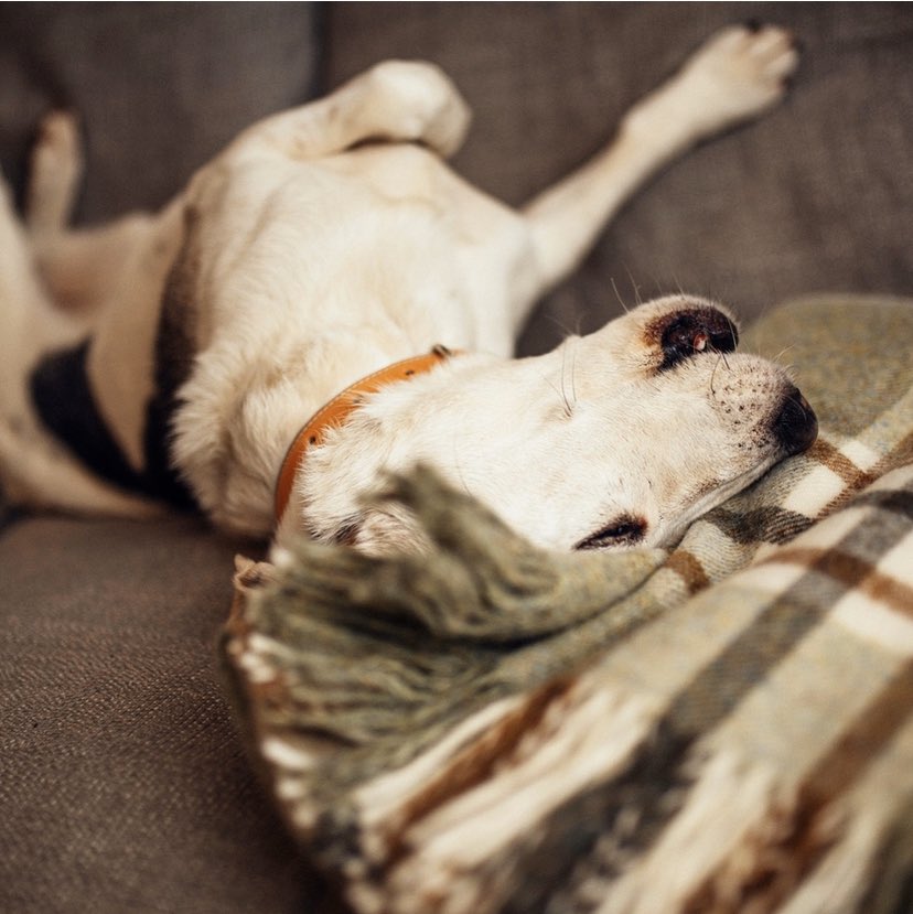 opari_design's tweet photo. Roll on the weekend! 🐶
Lovet wearing our Orange Leather Dog Collar🧡
https://t.co/4Pk20Vx373

#oparidesign #dogs #orangedogcollar #beagle #doglife #weekend #fridayvibes #dogmum #dogmumlife #puppylove #cutedogs https://t.co/rZYM0JeGwk