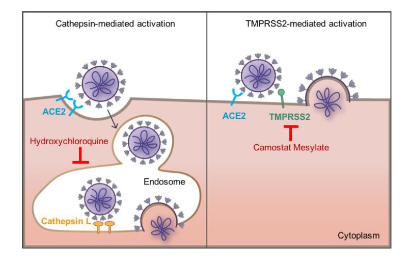 2/ As SARS-CoV-2 binds to ACE2 receptor, TMPRSS2 can activate direct fusion between virus membrane and cell membrane. In cells expressing TMPRSS2 on their surface, endocytosis is not the only mechanism for virus entry.