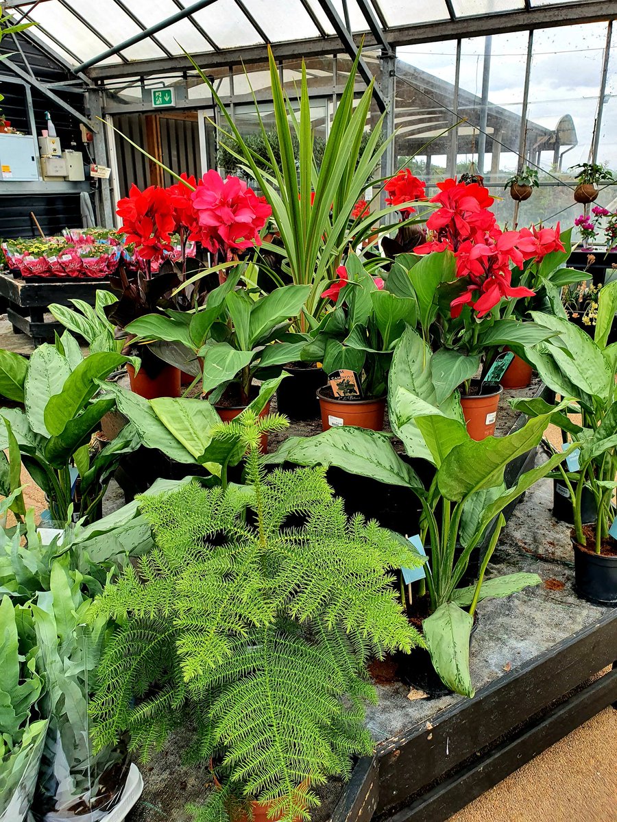 MealesCoffee's tweet photo. We have some lovely houseplants available from our planthouse. 
🔎 Find us on the A149 near Stalham 
☎️ Call us on 01692 580226 
.
.
#houseplants  #planthouse #plants #indoorplantsdecor #indoorgardening #indoorgarden #indoorjungle https://t.co/uJKdPqaEdO