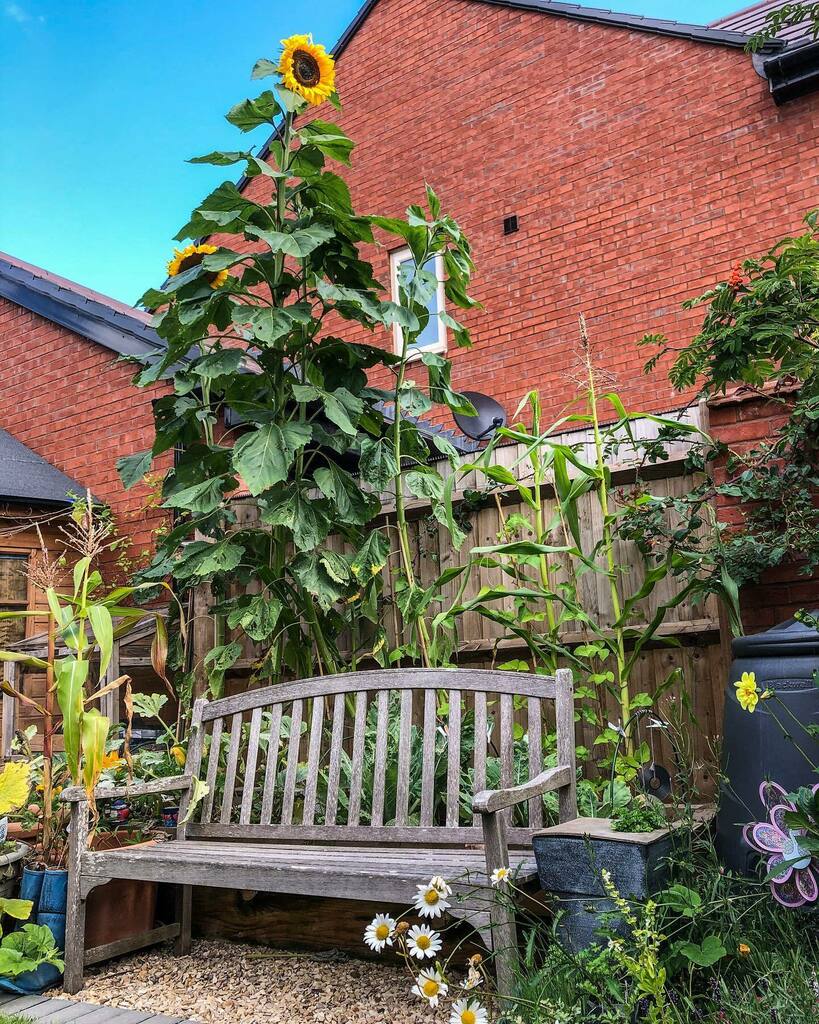 The sun always shines over the bench in my shielding garden #shielding #wildifegarden #sanctuary #lockdown #crohnsandcolitis #sunflower #tewkesbury instagr.am/p/CDBRmQ3psKs/