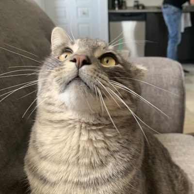 Jasper tweet media