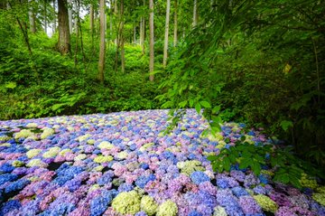 みちのくあじさい園の21年の見頃や開花状況は アクセスや駐車場は そらいろ 日本が魅せる多彩な表情