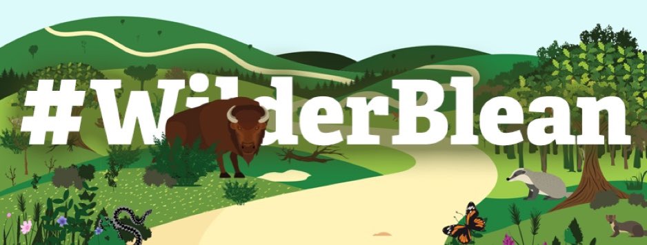 2/6 Many conservation orgs have launched rewilding projects over the past decade, with proposals to  #rewild species such as beavers & birds of prey Recently  @KentWildlife received lots of media attention for their plans to introduce bison to Blean woods nr Canterbury  #DICECON20