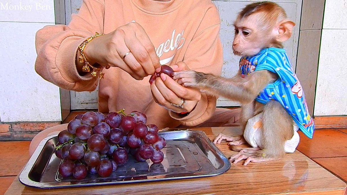 MonkeyBen3 tweet picture