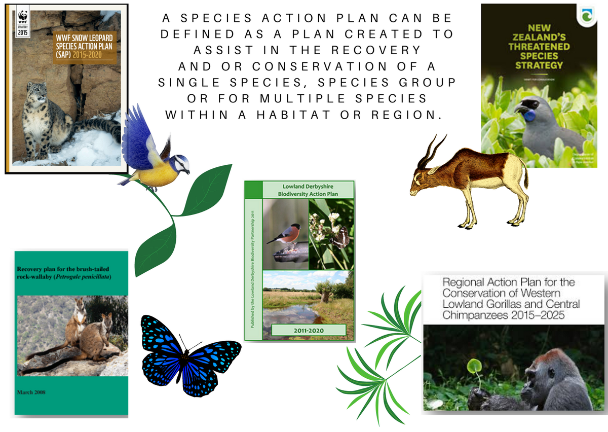 AmphibiGem's tweet photo. 1/6 Good Morning all! My PhD research focuses on the components and processes of Species Action Plans and conservation reintroductions. Most recently I have been looking at factors that may influence the success of species reintroductions #DICECON20 #ConsEffect2 @EnvEast https://t.co/TedZANWyRo