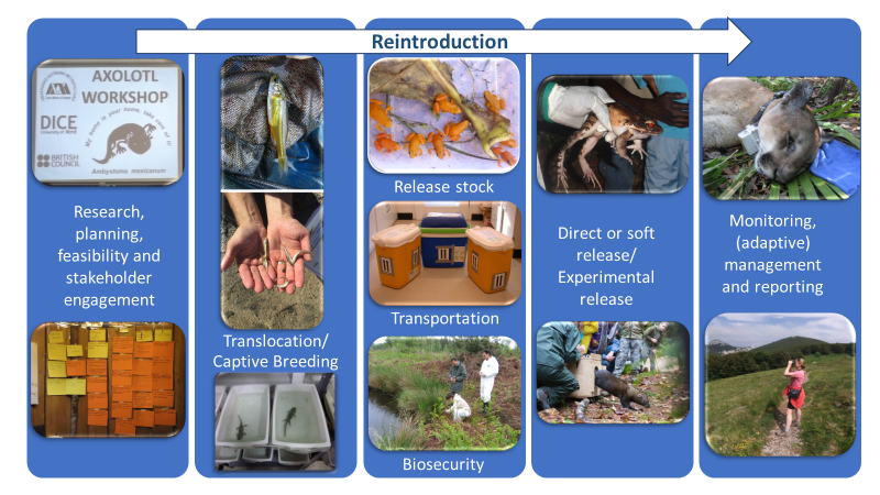 AmphibiGem's tweet photo. 1/6 Good Morning all! My PhD research focuses on the components and processes of Species Action Plans and conservation reintroductions. Most recently I have been looking at factors that may influence the success of species reintroductions #DICECON20 #ConsEffect2 @EnvEast https://t.co/TedZANWyRo