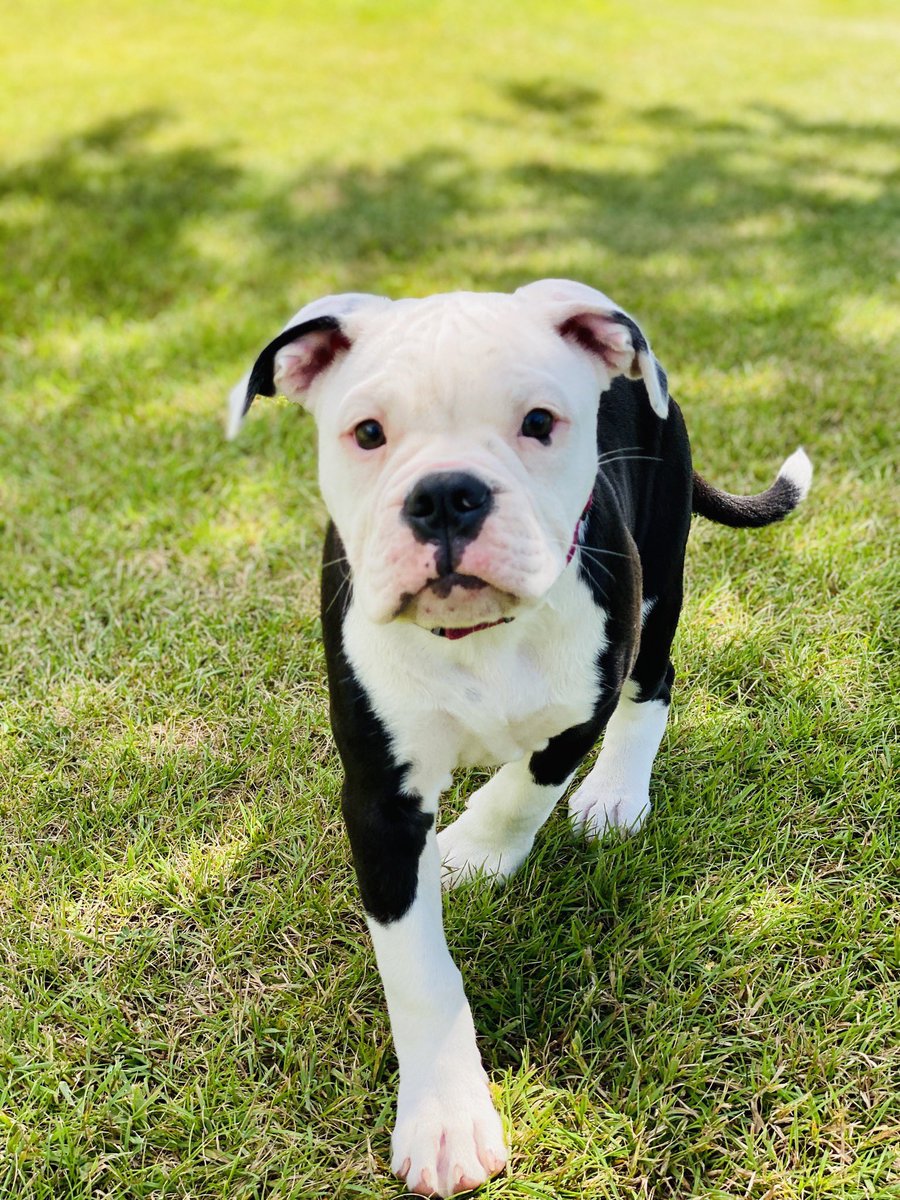 thall0204's tweet photo. Someone loves getting her picture taken! 📷💕#puppymodel #topmodel https://t.co/cq4W5XPIRn