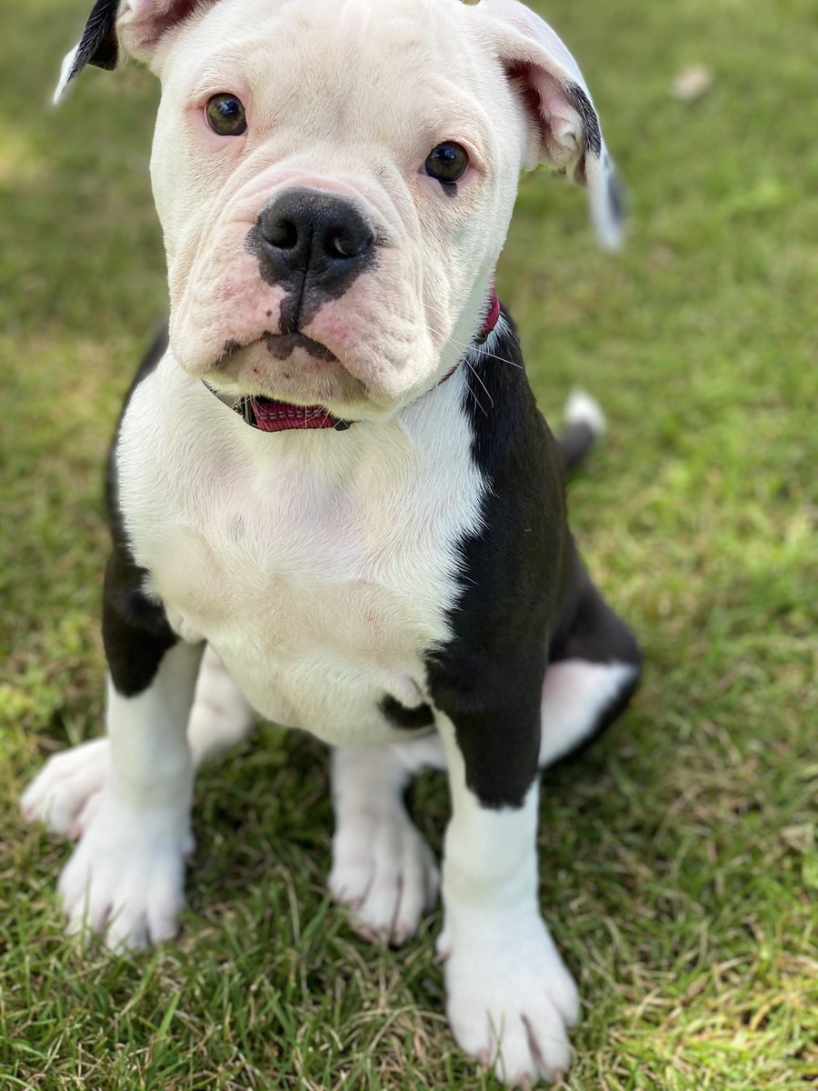 thall0204's tweet photo. Someone loves getting her picture taken! 📷💕#puppymodel #topmodel https://t.co/cq4W5XPIRn