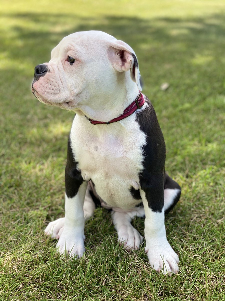 thall0204's tweet photo. Someone loves getting her picture taken! 📷💕#puppymodel #topmodel https://t.co/cq4W5XPIRn