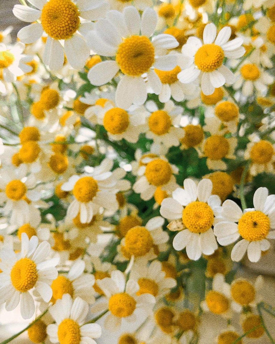 acolorstoryapp's tweet image. The color of chamomile 💛 Captured by @nicole.victoria.t using Candy Apple from #CandyMinimal, Rays from #AColorStorySunkiss, and custom adjustments ✨ #AColorStory