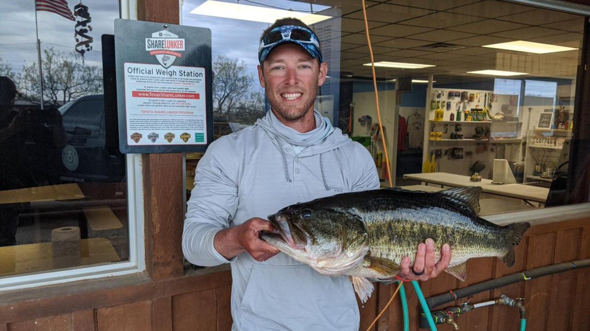 Thousands of big bass fingerlings are growing in #Texas lakes thanks to our Toyota ShareLunker program to grow #BiggerBetterBass: bit.ly/ShareLunker2020

#TexasFishing