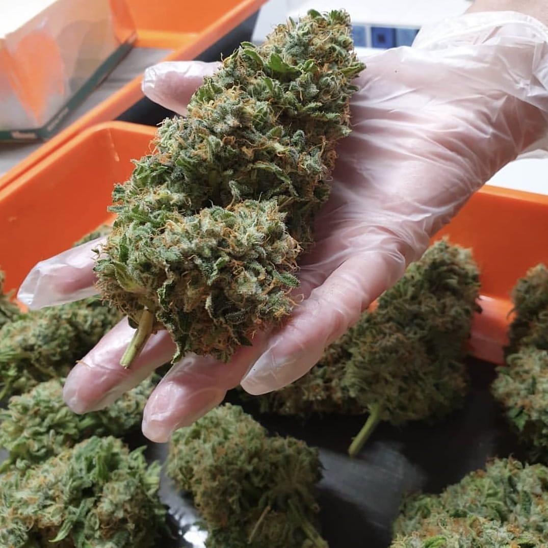 #weed #cannabis #cannabiscommunity #marijuana #weedporn #thc #weedstagram #cbd #hightimes #highlife #sativa #indica #weedlovers #hybrid #greencracks #smokinghigh #weedcommunity