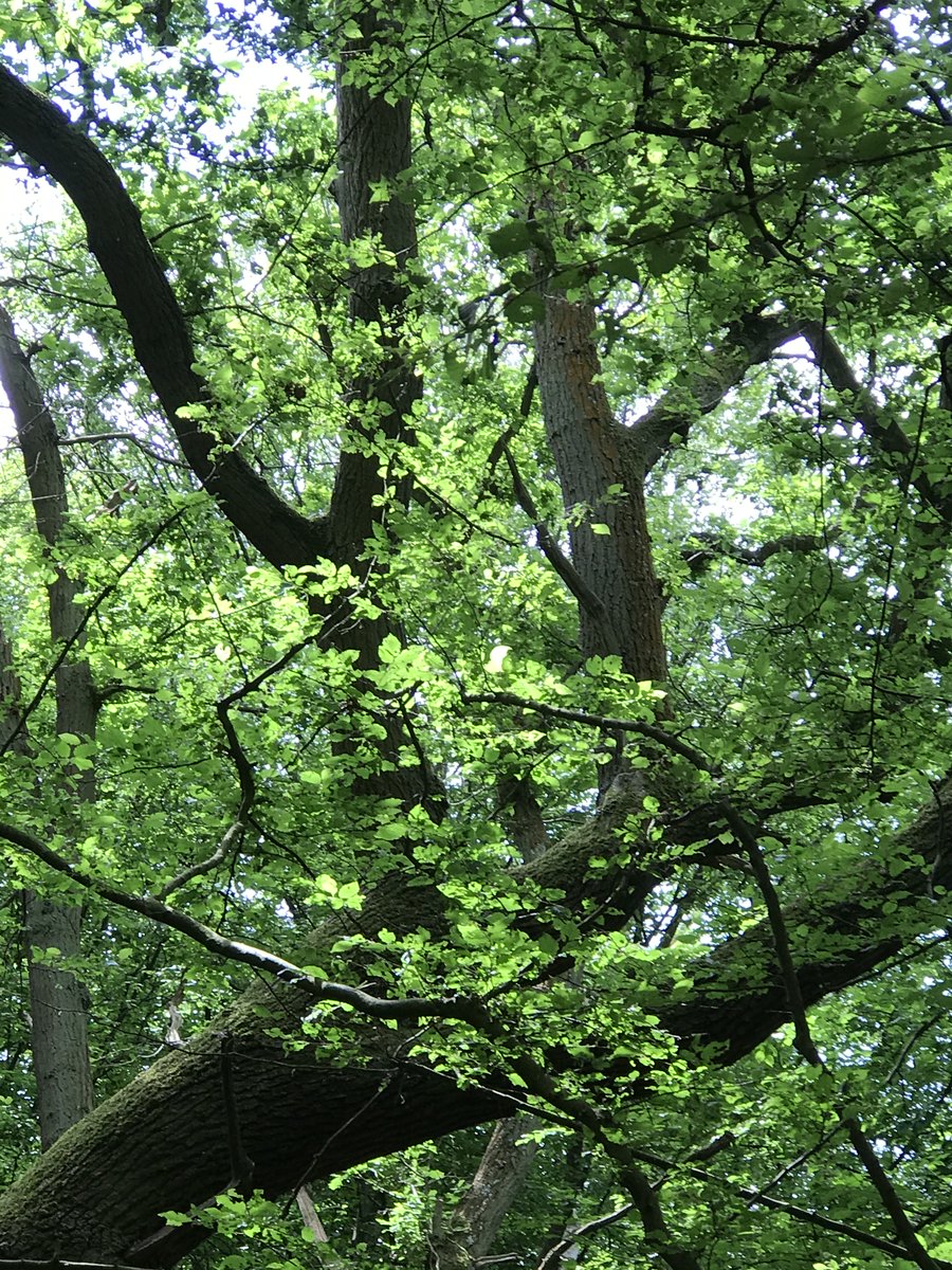 C_Logs's tweet photo. Not only do trees absorb Carbon & lock it up for centuries but they also keep soils nutrient rich, reduce pollution & prevent flooding #nature @ForestryEngland @WoodlandTrust @OakbankWoodland #countrysidelearning @NFUCountryside @CountryClassrm @gordonfarming https://t.co/uVsO5osjk0