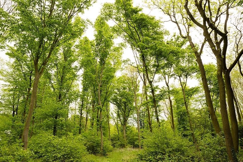 C_Logs's tweet photo. Not only do trees absorb Carbon & lock it up for centuries but they also keep soils nutrient rich, reduce pollution & prevent flooding #nature @ForestryEngland @WoodlandTrust @OakbankWoodland #countrysidelearning @NFUCountryside @CountryClassrm @gordonfarming https://t.co/uVsO5osjk0