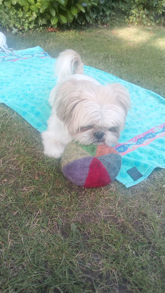natalievaness15's tweet photo. Restin me lil Tzu chin on me ball. Me haz had two hooman visitors today n me needs to relax for a bit. Guests make me supa excited 😸 #WeekendTallulah https://t.co/5Wpao8Wke0